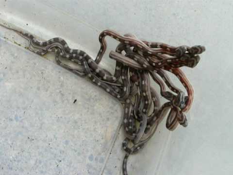 Baby Pile Of Motleys Het Butter