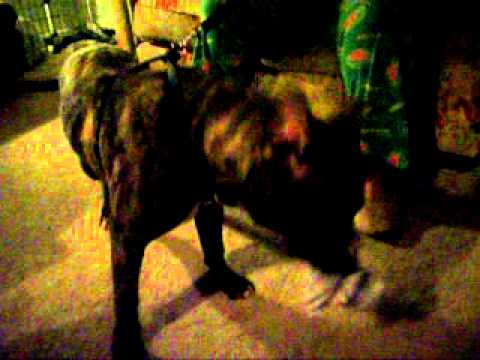 Dog sitting - Onyx the Pit Bull