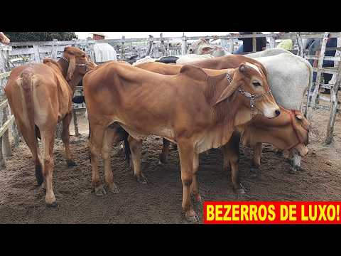 FEIRA DO GADO EM JUPI-PE  06-07-2026  #nordeste