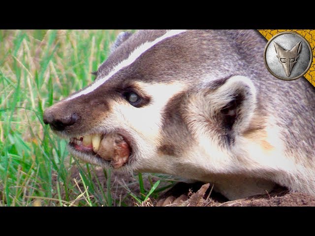 Video Pronunciation of Badger in English