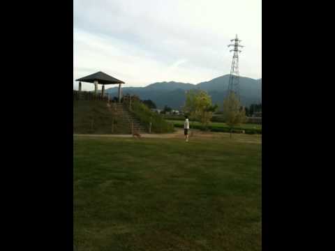 English bulldog , Dudabull walk in the grass