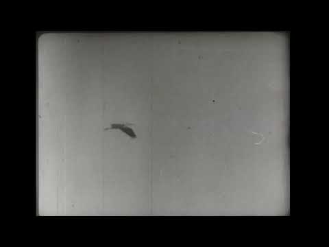 Fischreiherkolonie 1936