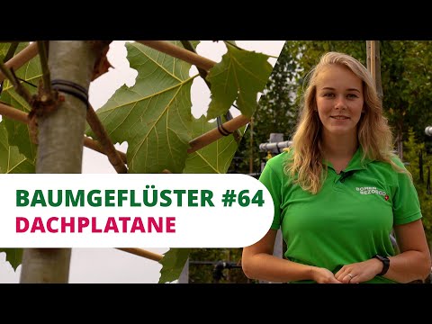Baumgeflüster #64 | Dachplatane