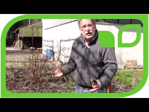 How do I prune blueberries