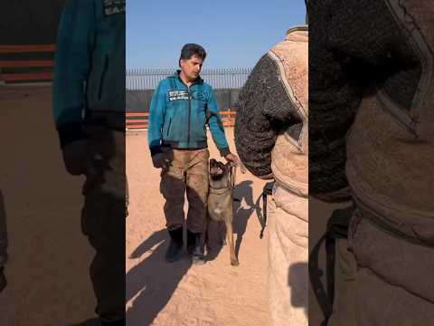 #malinois #belgianmalinois #belgianmalinoisofinstagram #malinoisdog #malinoislife #dogbreed#dog#iran