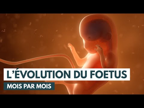 Le développement du fœtus | Évolution grossesse | Animation 3D