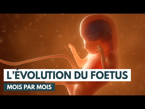 Fetal development | Pregnancy progression | 3D animation