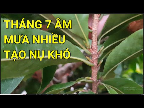 🔴QBS22248 - THỜI ĐIỂM TẠO NỤ MAI VÀNG MIỀN BẮC ĐT 0942456100 | PHÂN THUỐC MAI VÀNG THÁNG 7 ÂM LỊCH