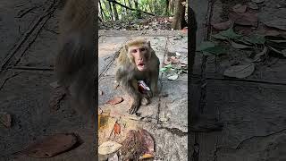 Monkey's Unexpected Response Caught Everyone Off Guard #funnyanimals #wildlife #shorts