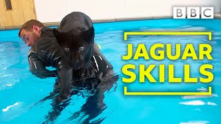 Baby Jaguar's very  first swim - Big Cats about the house - BBC Two