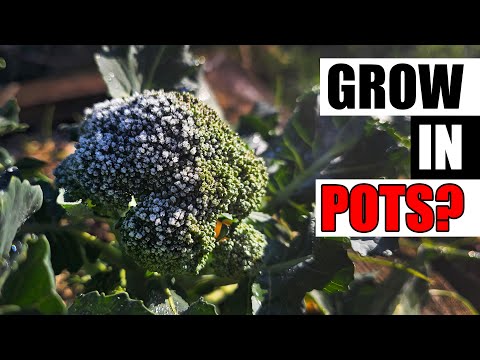 3 Container Broccoli Tips - Garden Quickie Episode 273
