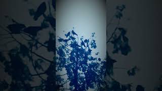 Joe Dolan 🌑 Teresa