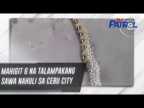 Mahigit 6 na talampakang sawa nahuli sa Cebu City TV Patrol