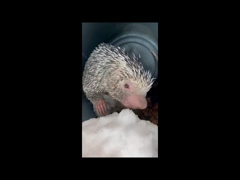 シンシナティ動物園で「雪の日」を楽しむ動物たち (Animals enjoy a 'snow day' at the Cincinnati Zoo)