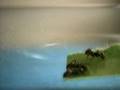 Feeding the ant queen - Lasius niger 