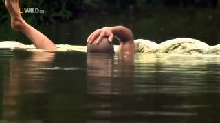 The Man Who Swims with Crocodiles