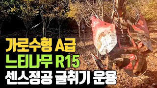 가로수형 A급 느티나무R15 센스정공 굴취기 운용 | 나무대장