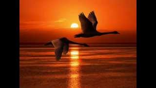 sash - together again