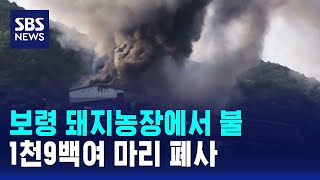 보령 돼지농장에서 불..1천9백여 마리 폐사 / SBS