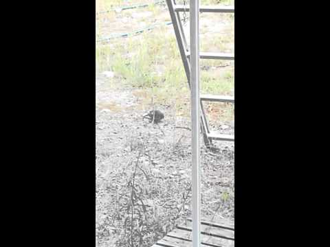 Stare äter mördarsnigel