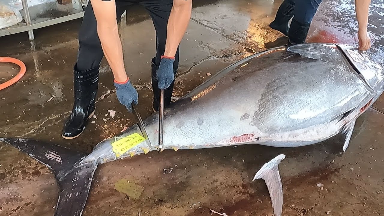 Amazing Superb and Fabulous 300 KG Giant Bluefin Tuna  Cutting Skills