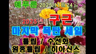 25년11 24 구근 구근 폭탄세일