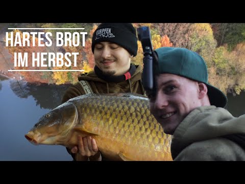 Hartes Brot im Herbst // Abschluss Social // Karpfen Ultras // Karpfenangeln // Tagebuch 82