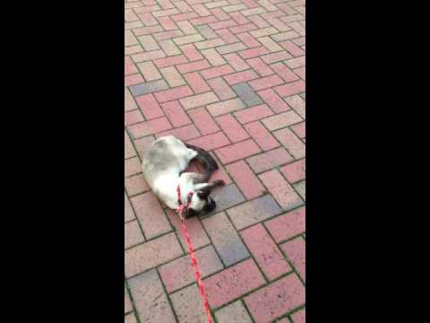 Siamese cat on a leash for the first time
