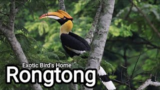 Download lagu Rontong - Bird Watching Paradise | Great Indian Hornbill | Collared Falconet | Black Baza mp3