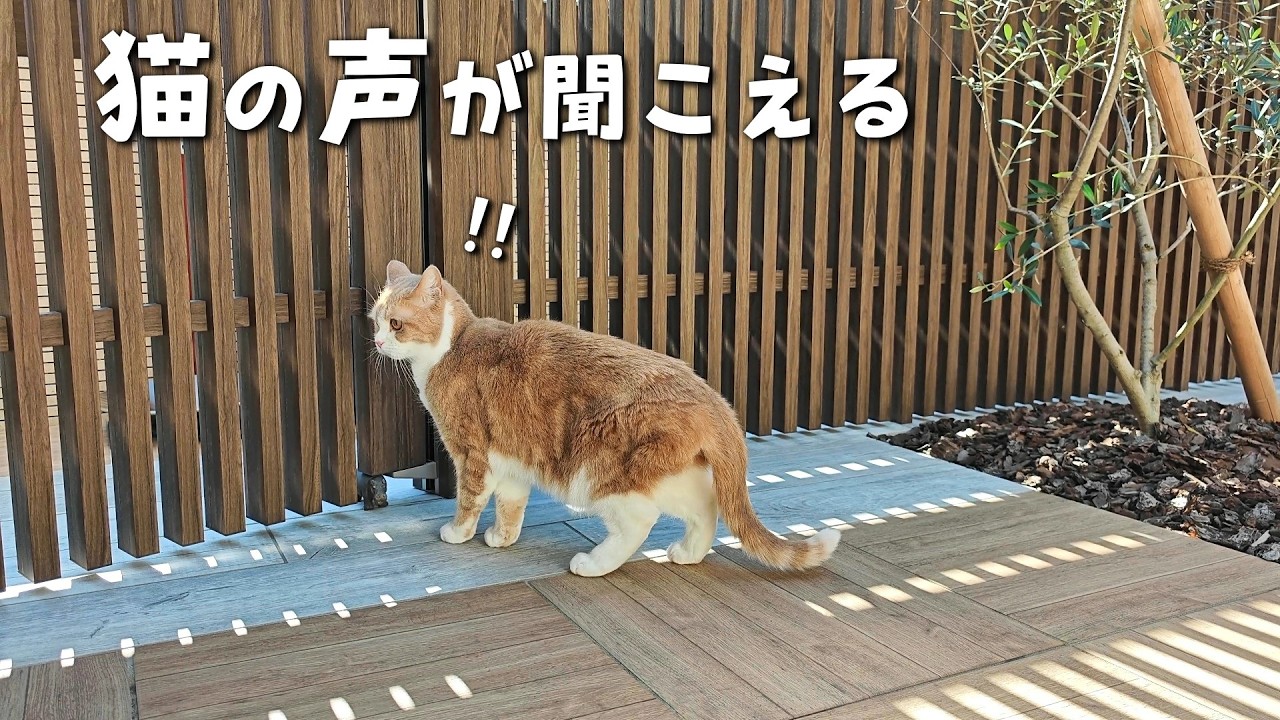 お散歩中に突然知らない猫の声が聞こえてきました