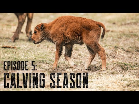 Calving Season | Bison Boys