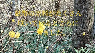 津市美杉のミツマタ群生地です。