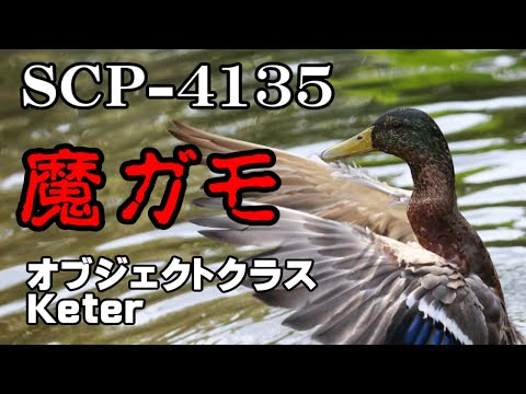 【聴くSCP】SCP-4135『魔ガモ』