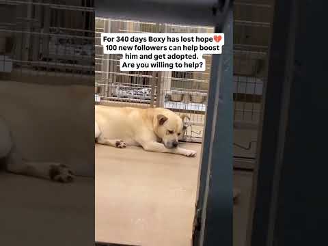 kindly donate link in bio to support our shelter #NYC#LosAngeles#Chicago#Texas#Florida#california