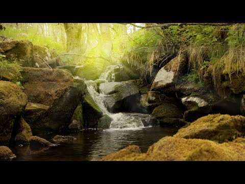 Ruhige Geräusche vom Fluss, Wassergeräusche im Wald zum schlafen, meditieren, ausruhen - Stressabbau