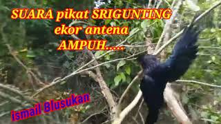 Download lagu SUARA PIKAT BURUNG SRIGUNTING SUPER || ekor antena ampuh. mp3
