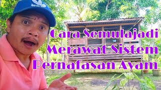 Download lagu Natural Ways to Treat Chicken Respiratory System mp3