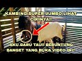 KAMBING SUPER JUMBO ETAWA JAWA RANDU SENDURO BOER KAMBING GULABI