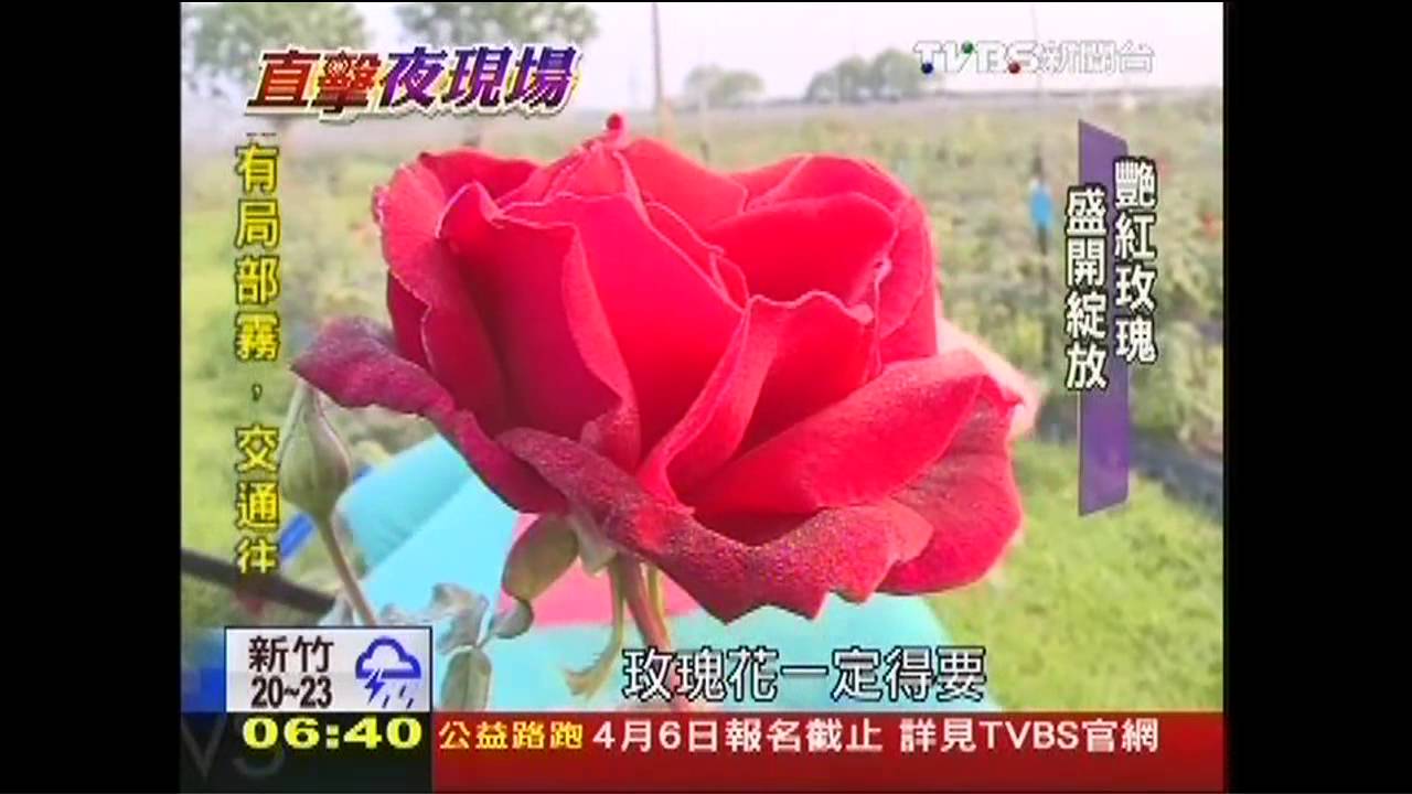 有機農場採玫瑰　視覺嗅覺皆享受