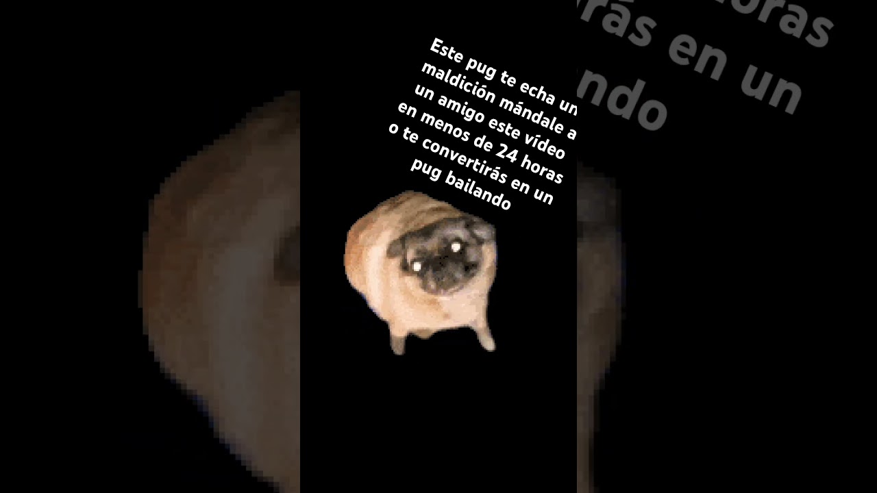 #pug este pug te echa una maldición!