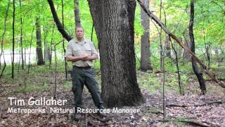 Oak Wilt Treatment At Wildwood Preserve