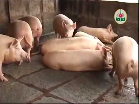 , title : 'Ufugaji wa nguruwe kwa njia za kisasa (Modern pig farming)'