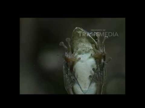 DUNIA BINATANG - SI KECIL BERKEKUATAN BESAR 3-3