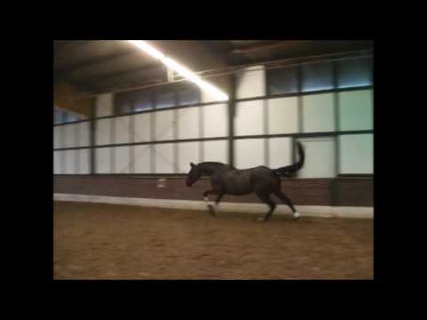 BLACKJACK 7j. Rappe v. Black Jack - For Pleasure VB 18.000,- Euro