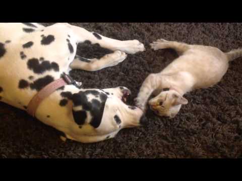 Adorable dalmata y gato jugando