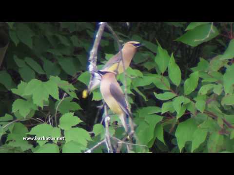 AMPELIS americano ( Bombycilla cedrorum ) Cedar Waxwin