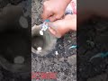 Fishing Using Coke Amazing Fishing Techniques Shorts