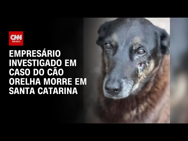 Cão Orelha: Empresário investigado por coação morre em Santa Catarina | CNN NOVO DIA
