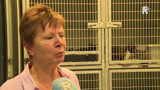 Zwerfkattenopvang luidt noodklok