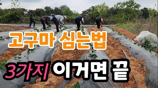 물 안주고 고구심는법 딱 3가지만 익혀라 모종 죽을  일이 없다